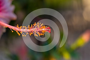 Ã Â Â¹â€¡Hibiscus flower pollen with greenâ€Ââ€¹ blurâ€Ââ€¹ background.Pollen of hibiscus .